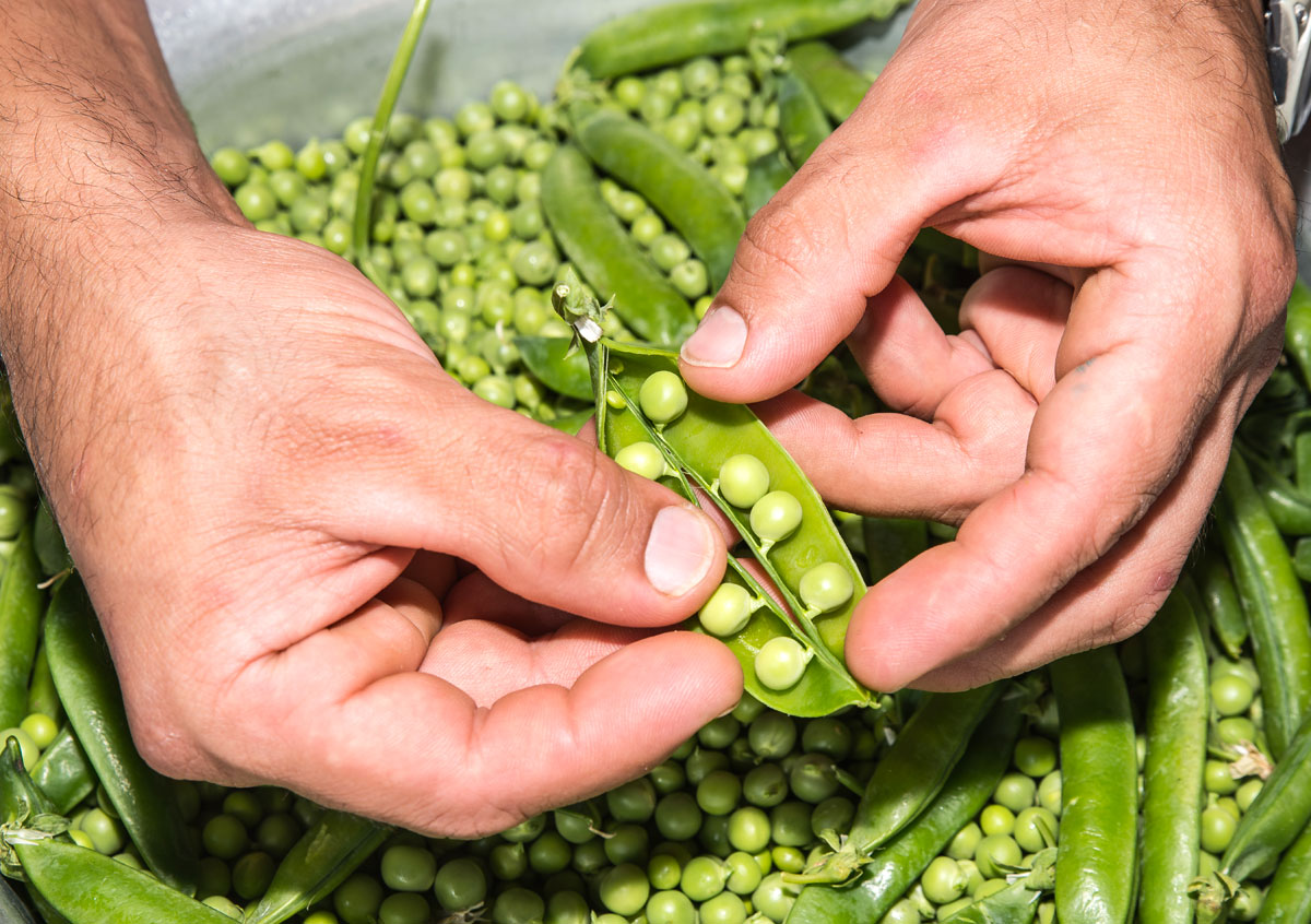 Las mejores verduras en Villoldo Madrid
